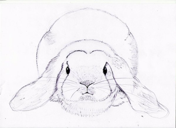 Мордочка кролика карандашом