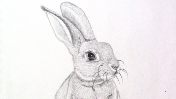 Кролик рисунок карандашом