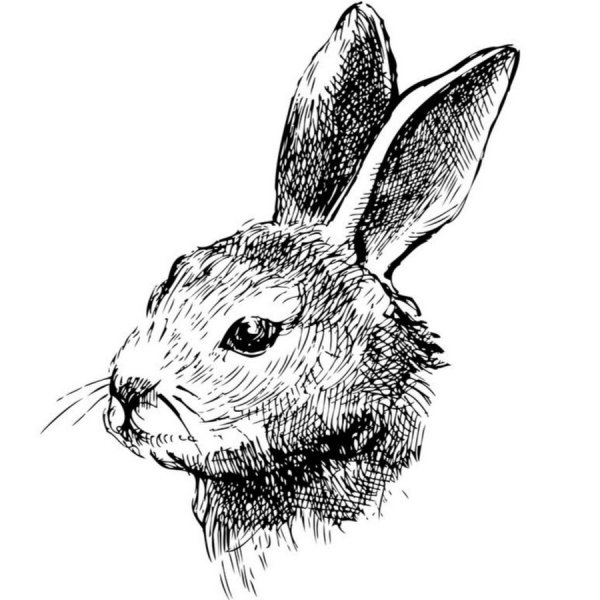 Морда кролика чб