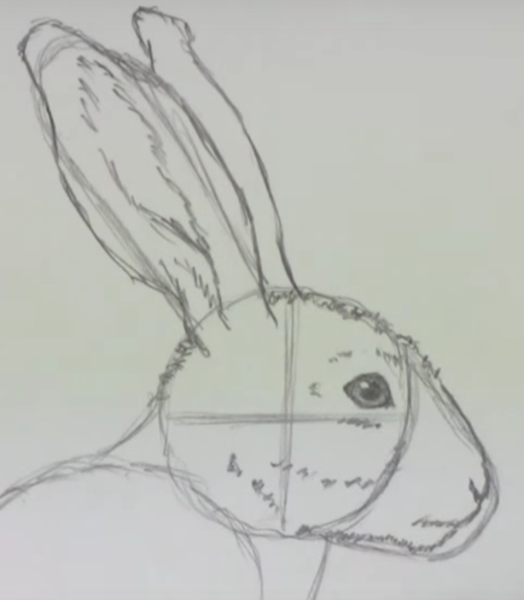 Рисование морда зайца