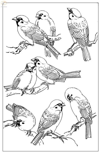 Воробей рисунок карандашом