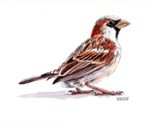 Воробей эскиз