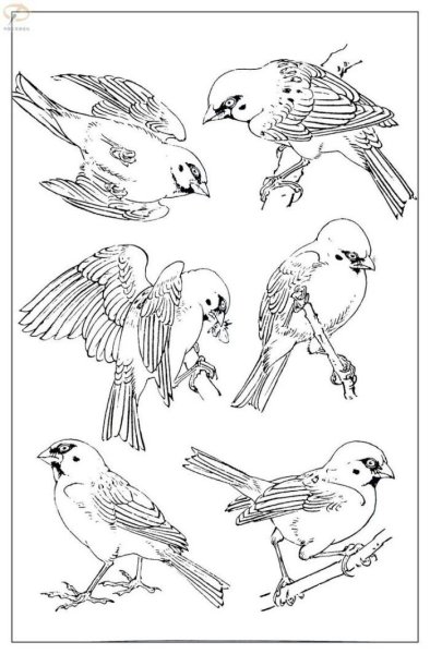 Домовой Воробей рисунок