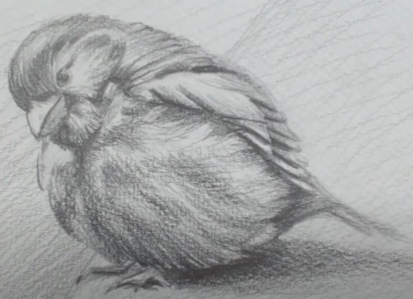 Воробей черно белый