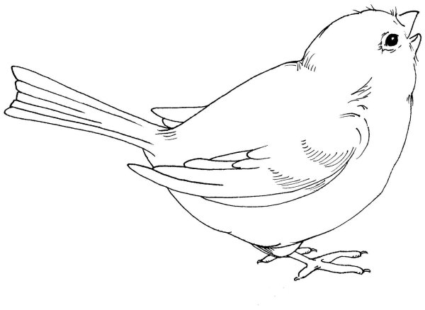 Воробей рисунок карандашом