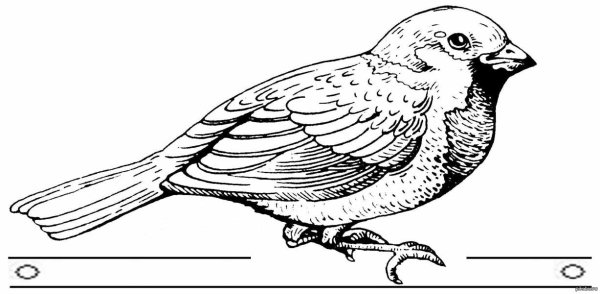 Воробей раскраска для детей