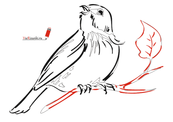 Птичка Воробей Графика