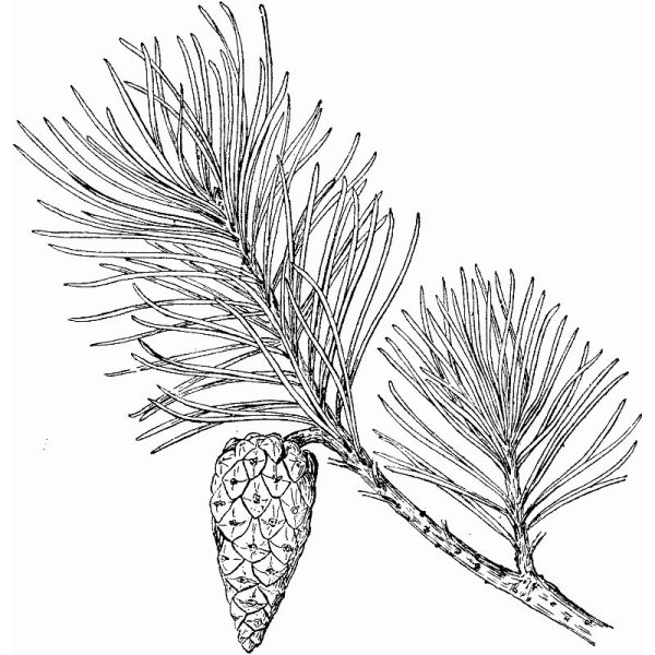 Хвойные Голосеменные сосна обыкновенная