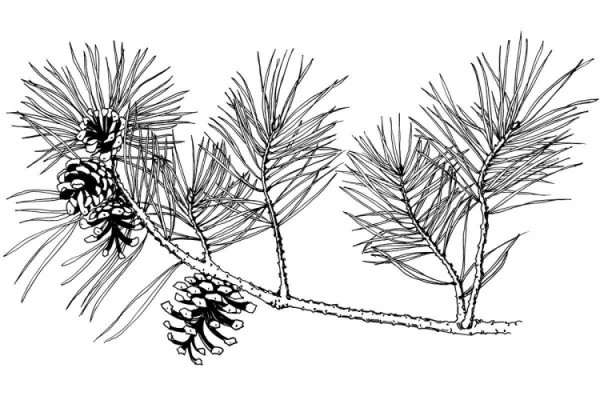 Шишки раскраска