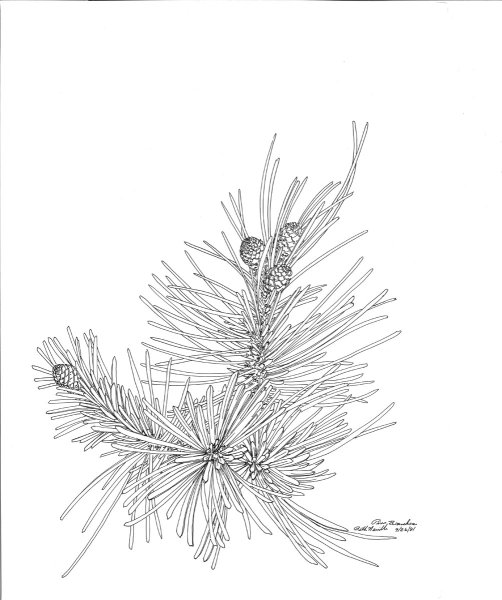 Ветка сосны раскраска