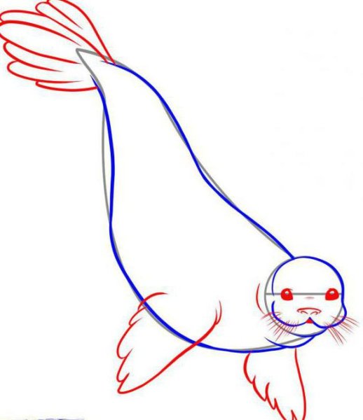 Как нарисовать тюленя