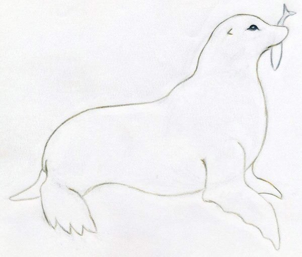 Морской Лев раскраска