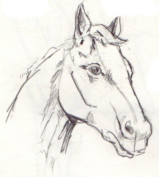 Лошадь рисунок карандашом