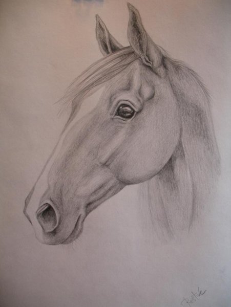 Голова лошади набросок