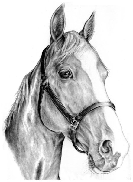Морда лошади рисунок