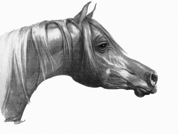 Анатомия лошади тяжеловоза