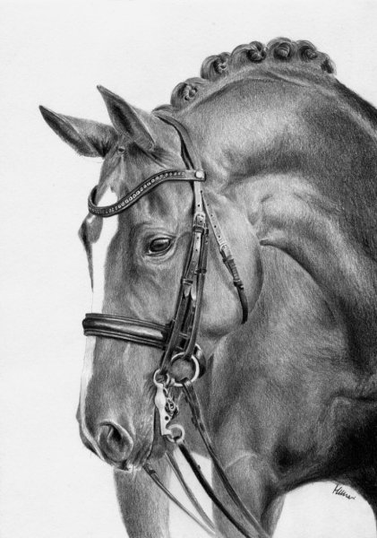 Морда лошади рисунок