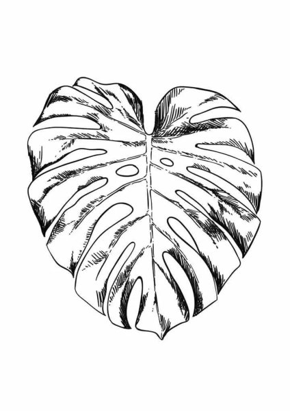 Лист монстеры