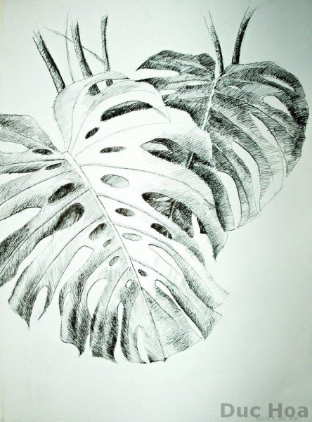 Монстера карандашом