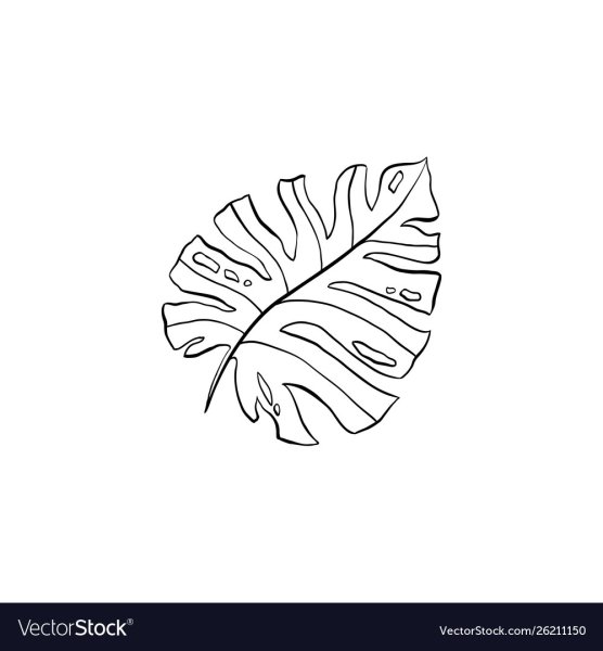 Лист монстеры контур