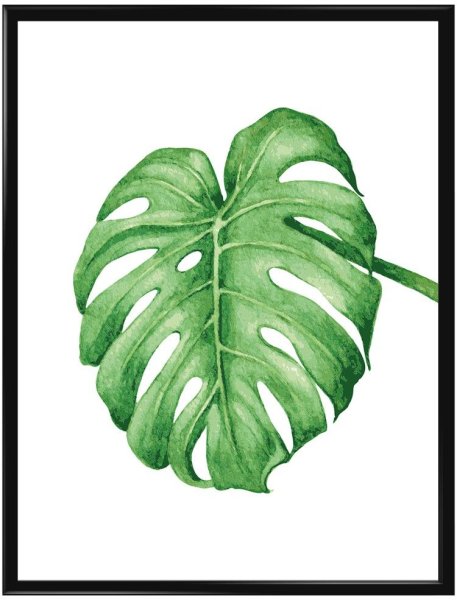 Монстера акварель