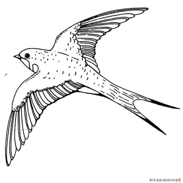 Ласточка раскраска для детей
