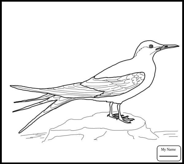 Полярная крачка раскраска