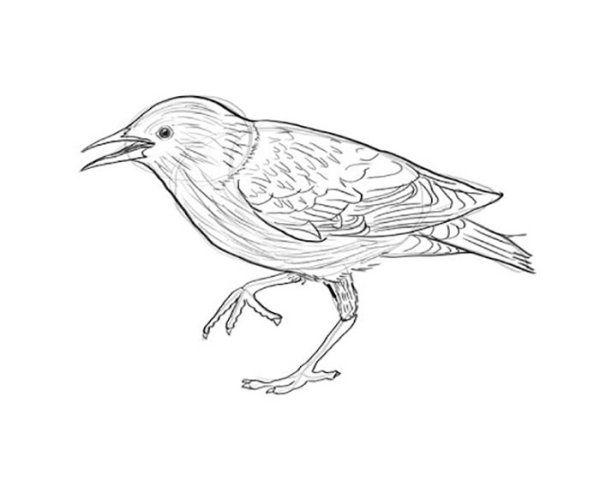 Скворец рисунок для детей карандашом
