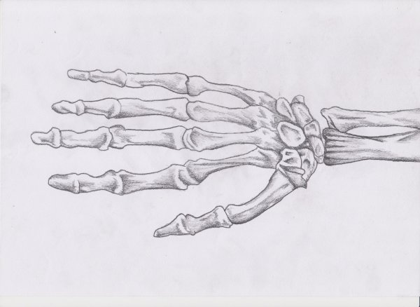 Скелет руки человека референс