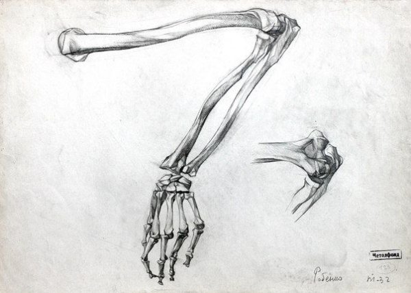 Скелет руки Баммес