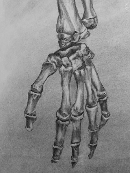 Кисть скелета референс