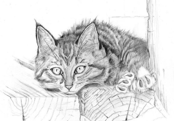 Рисунки котов для срисовки