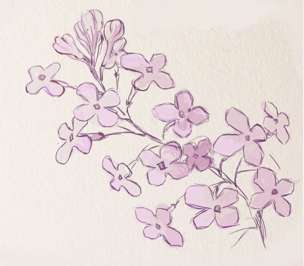 Маленькие цветы для срисовки