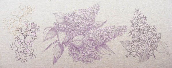 Сирень рисунок карандашом