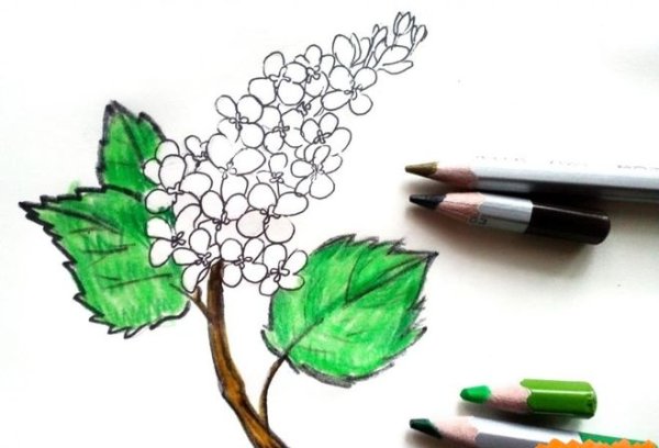 Сирень рисование пошагово