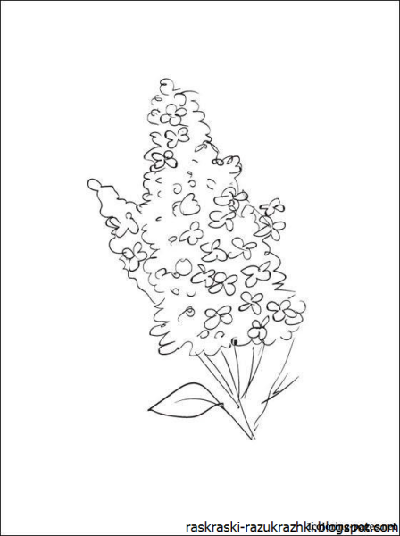 Сирень раскраска