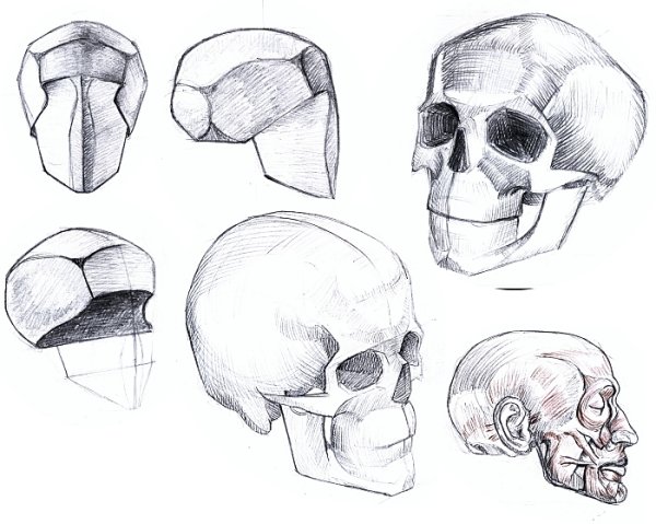 Баммес анатомия череп