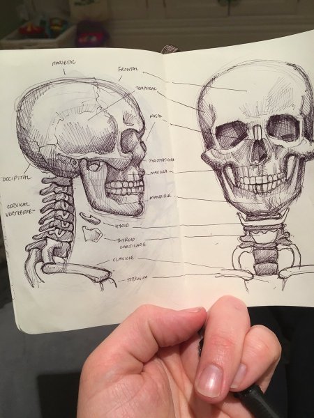 Анатомия черепа для художников