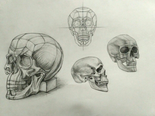 Череп линейно конструктивный сбоку