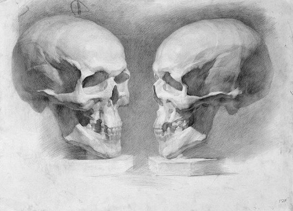 Академический рисунок черепа Академия художеств