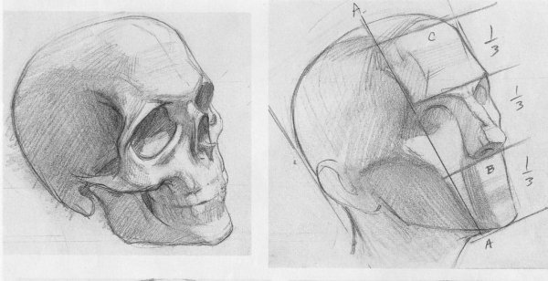 Академическое строение головы