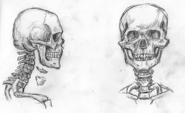 Череп скелета карандашом