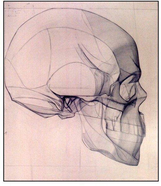 Готфрид Баммес анатомия черепа