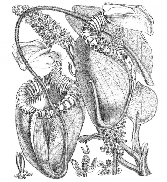 Непентес ботаника