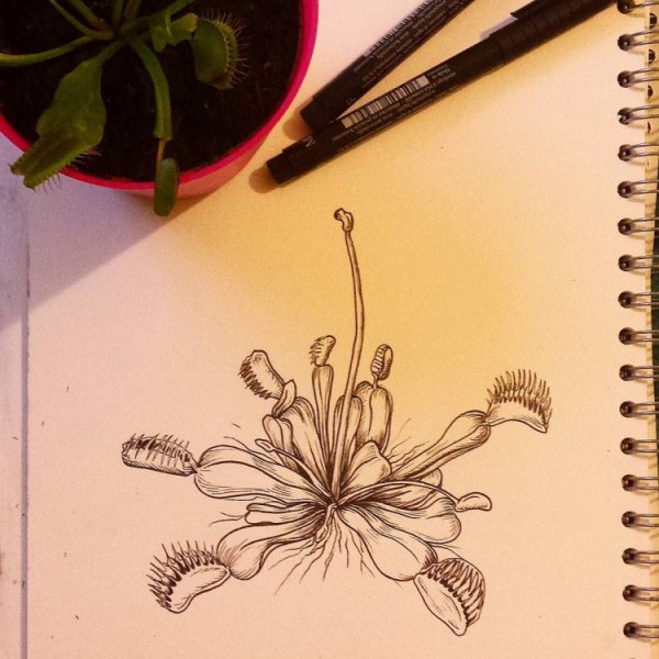 Венерина мухоловка тату