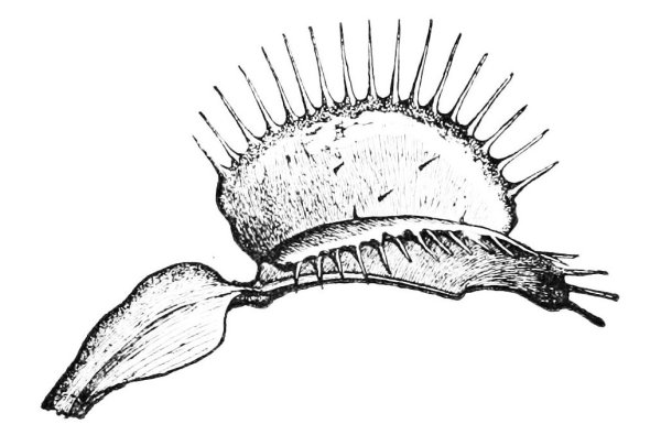 Разукрашка Венерина мухоловка