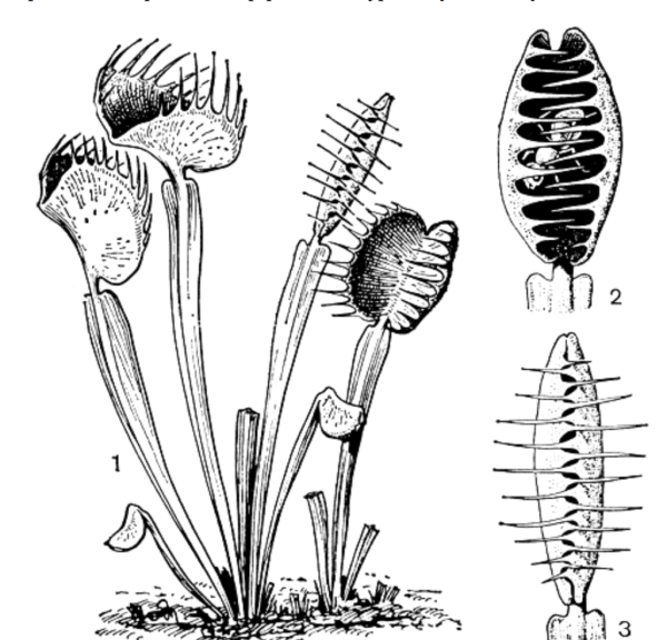 Венерина мухоловка Ботанический рисунок