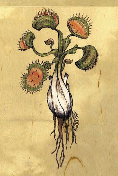 Ботанический рисунок Венерина мухоловка Дионея