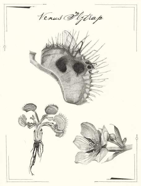 Мухоловка раскраска