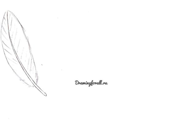 Перо рисунок поэтапно